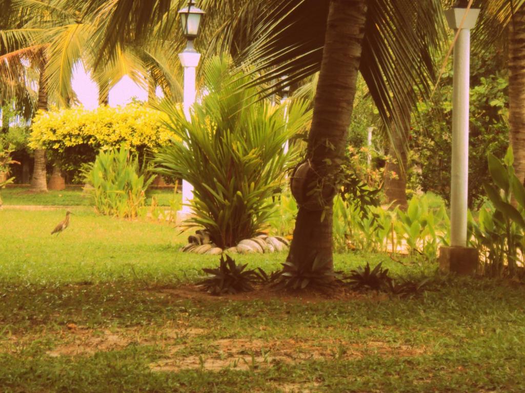 Hotel Lagoon Paradise Negombo Extérieur photo